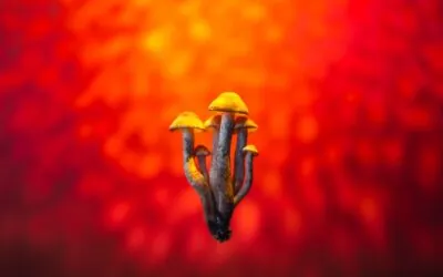 What Do Magic Mushrooms Do to Your Mind and Body?