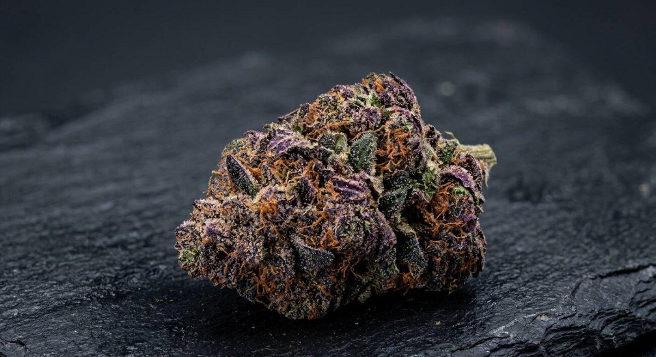 Purple Kush Strain Reviews: Effects, THC, Where to Buy