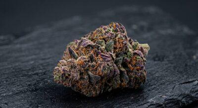 Purple Kush Strain Reviews: Effects, THC, Where to Buy