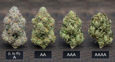 Weed Grades Explained: AAAA vs AAA vs AA vs A