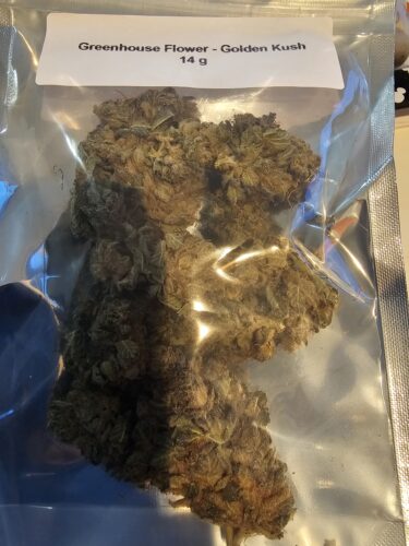 Golden Kush Strain Greenhouse Flower - Hybrid
