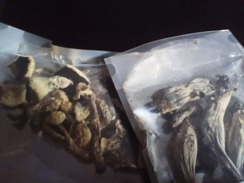 MK Ultra Mushrooms