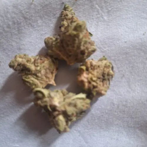 West Coast Sour Headband Strain Small Buds - Sativa Dominant Hybrid